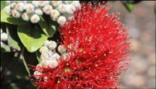 A new fungal disease is currently attacking and killing ʻōhiʻa (Metrosideros polymorpha), the most abundant native tree in the state of Hawaiʻi.